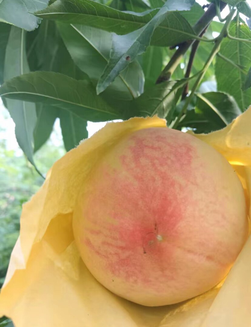 六六阳山水蜜桃