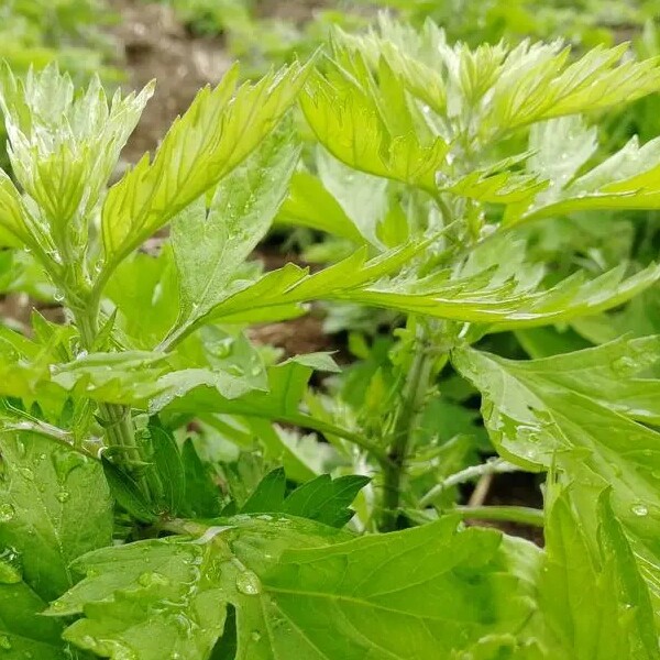 立博艾草馆