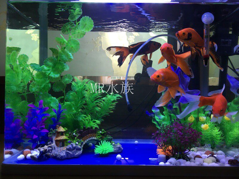 imagelock:3;k:r;s:GfayGM9/0s/gsmIE8h09Q0TptEapYOyzGq3r2lwXV00gfMyw91iybyb/4/cz3+03WxG/N8B/wWXY+VNV4btG5brcVKIS8CjCC3Z9UD1GUjkiBiMasfea/O4mhJRyRtup