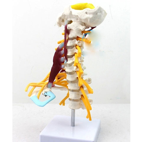 颈椎附肌肉骨骼人体模型脑干枕骨寰椎七节颈椎两节胸椎软骨模具