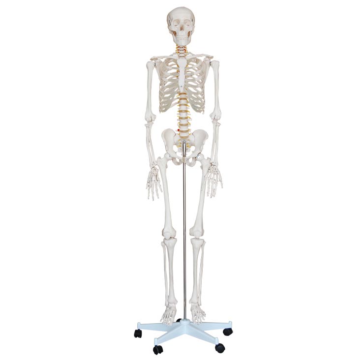 人体骨骼标本模型解剖模拟人（高170cm）假人
