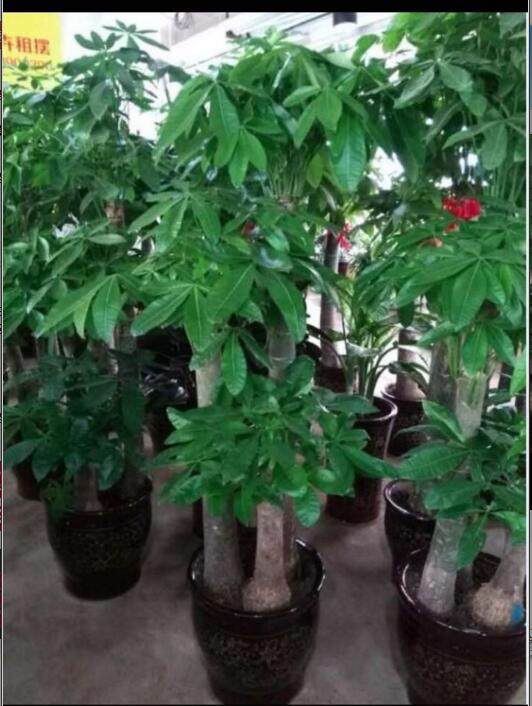 雲龍區綠植盆栽發財樹金錢樹黃金葛徐州市雲龍區本地實體店同城配送