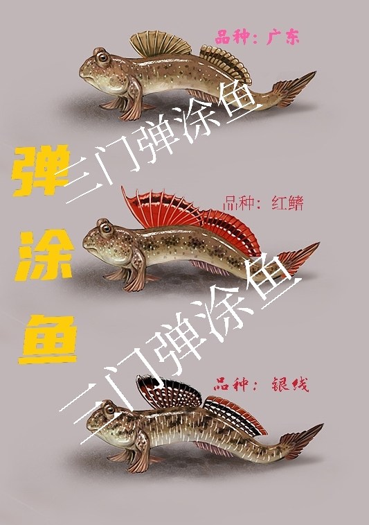 弹涂鱼农场