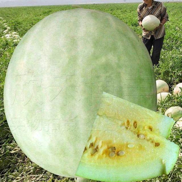 Wanrong Sanbai Melon Seeds High Yield Super Filled White Watermelon Muskmelon Muskmelon Seeds Early Maturing Spring Fruit and Vegetable Seeds