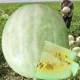 Wanrong Sanbai Melon Seeds High Yield Super Filled White Watermelon Muskmelon Muskmelon Seeds Early Maturing Spring Fruit and Vegetable Seeds