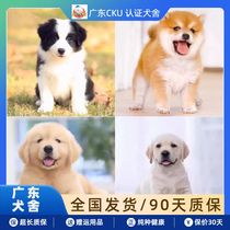 Side Shepherd Puppies Pure Breed Golden Fur Puppies Labrador Dog Living Bean Chai Dog Meteorite Golden Border Shepherd Dog Pooch