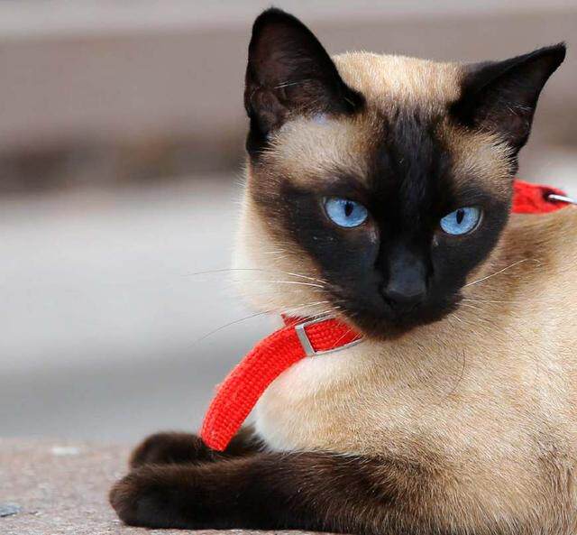 图片识别猫种类,看图识猫品种,名猫图片大全_大山谷图库