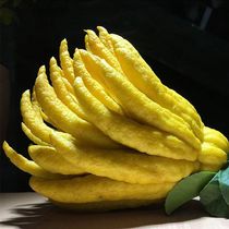 Le mauvais paquet de fruits compense la bergamote avec des branches dans leau pour la culture hydroponique ornementale propre offrant un parfum odorant maintenant cueillant et jouant avec du thé ornements pour animaux de compagnie citron