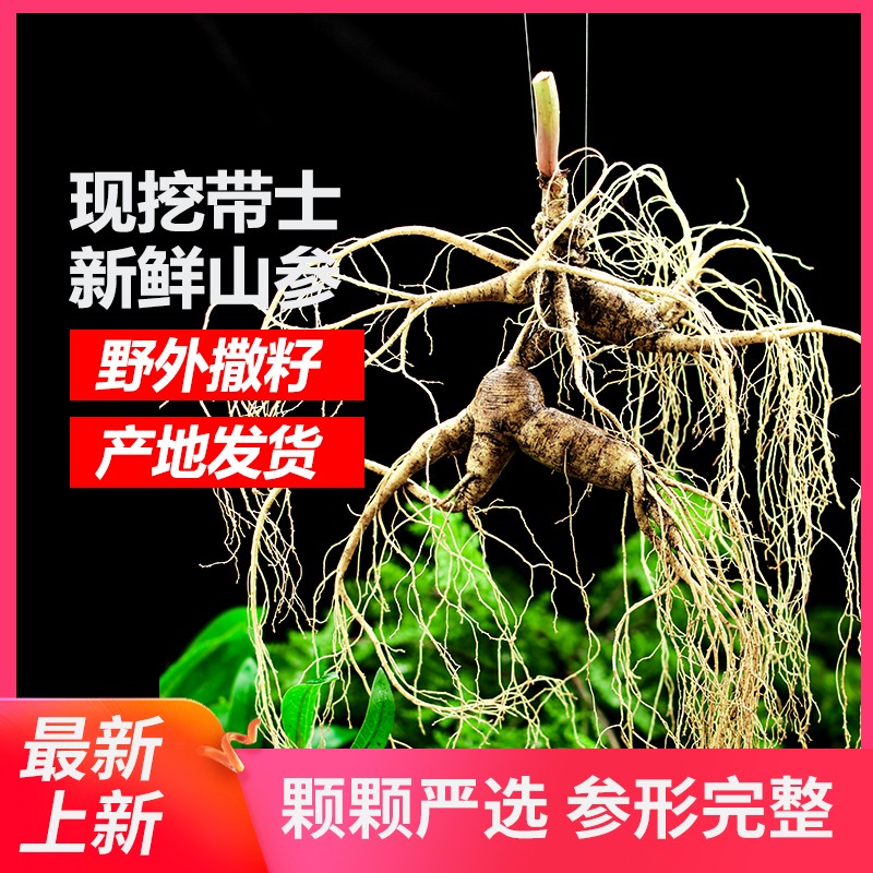 Northeast Fresh ginseng Long white Mountain wild Mountain Ginseng 20 years of forest to find out with earth whole branch Bubbly Wine Gift Box