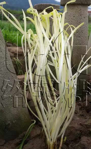 白金 高营养 高品质韭黄种子 多用型不休眠 保健
