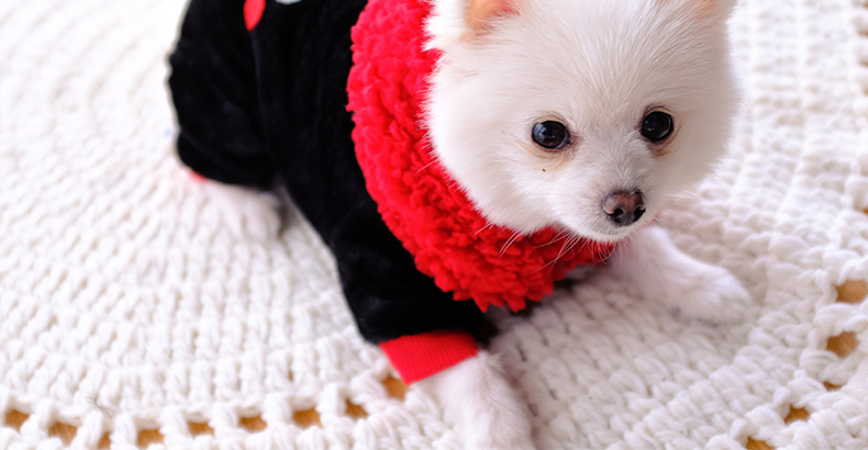 Quần áo chó bốn chân mùa thu Teddy Bomei quần áo mùa thu và mùa đông hơn gấu chó con quần áo chó con mèo cưng chó nhỏ - Quần áo & phụ kiện thú cưng quần áo cho mèo con