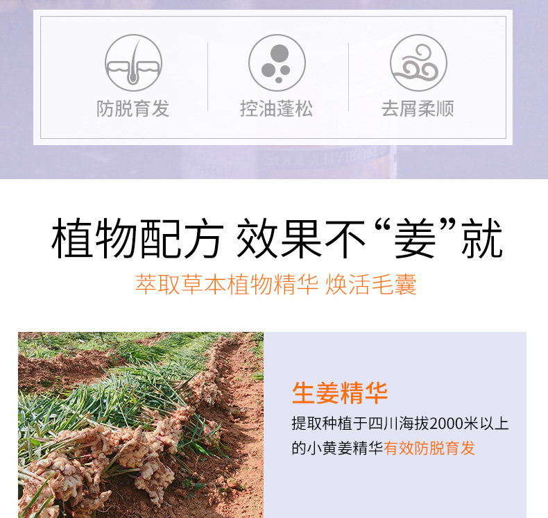 卓蓝雅 防脱育发 生姜洗发水 400ml 图7