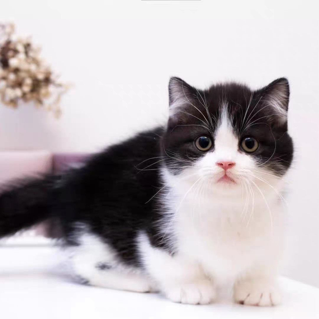 🐱橘猫幼崽中华田园猫狸花猫三花猫纯黑猫白猫奶牛猫：捕鼠高手+萌宠天