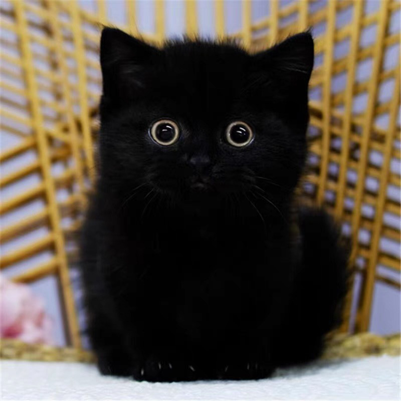 家养中华田园猫黑猫真猫狸花猫幼崽抓老鼠小土猫小猫橘猫白猫幼猫：萌宠
