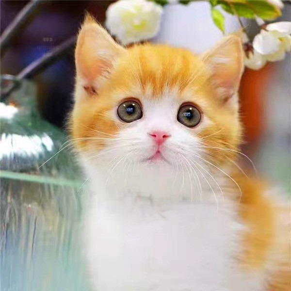 花猫 🐱橘猫幼崽中华田园猫狸花猫三花猫纯黑猫白猫奶牛猫：捕鼠高手+萌宠天