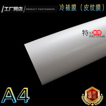 Cold film Big Head patch film (leather film) photo film Photo plant specimen dry flower protective film studio dedicated