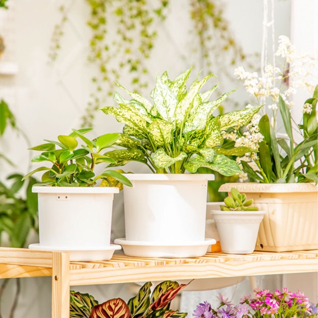 IRIS 爱丽思 Deepot深型树脂花盆（3个盆+3托）*2套 双重优惠折后￥48.5包邮  赠1个盆