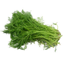 Fennel vegetables fresh vegetables cumin seedlings fennel balls fennel seedlings farm vegetables net weight 4 kg