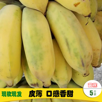 Plantain Net weight 5 kg Saigon banana Non-Zinfandel Red Banana Millet banana Fresh Banana