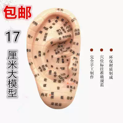 Large clear lettering ear model auricular acupoint model massage eardrum reflection area model ear model