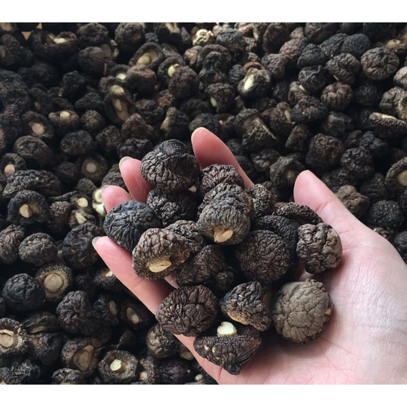 Fujian Gutian Super Small Shiitake Mushrooms Limited New Stock Money Mushrooms Meat Thick No Root Dry New Cargo Farmhouse Specialite Mushrooms 500g