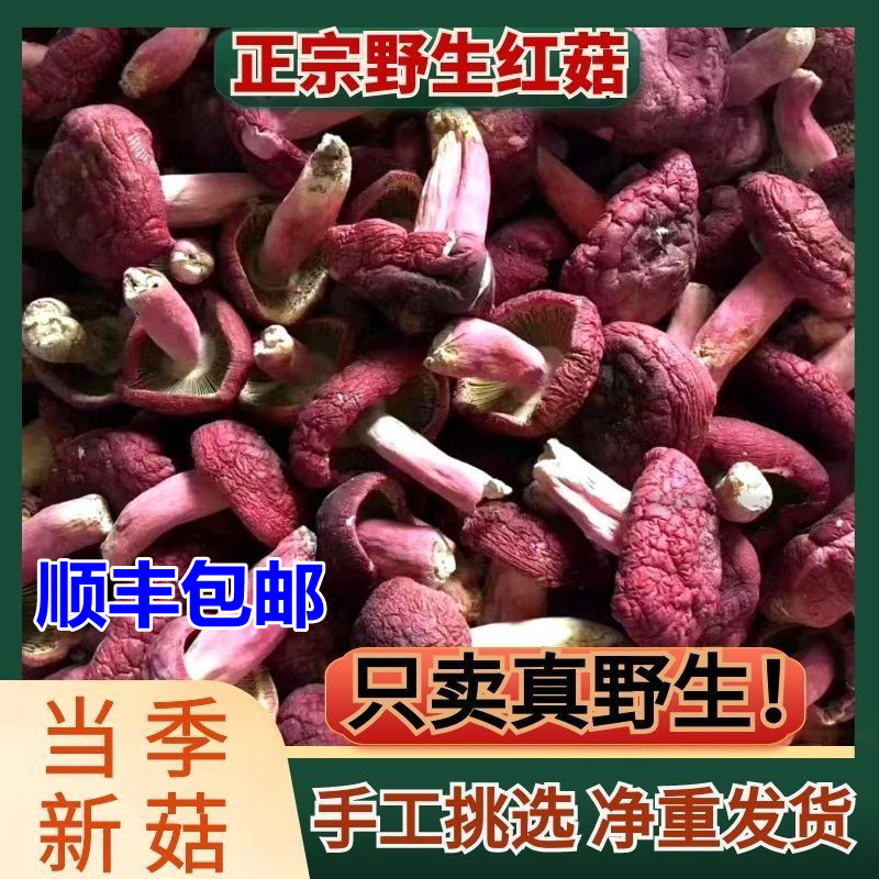 Fujian wild red mushroom dry goods 500g Sanming specialty mushroom blue bottom positive red mushroom confinement pregnant mother nourishing small red mushroom