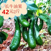 Vietnamese avocado Vietnamese varieties tropical fruit specialty healthy nutrition foreign delicious juice milkshake