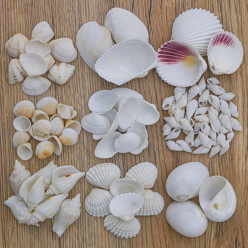 天然の小さな巻貝、ヒトデ、白い巻貝、貝殻などを計量します。水槽や台座を飾るためのDIYクラフト材料です。