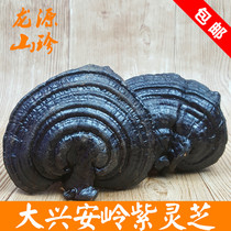 Ganoderma daxinganling purple Ganoderma semi-wild Ganoderma origin direct red Reishi Ganoderma lucidum 500 g