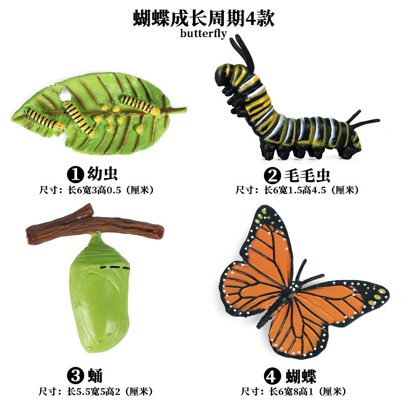товар из китая 仿真昆虫动物成长周期模型仿真 青蛙 蝴蝶 蚕宝宝 种子 生长周期 Zhongjieming toys
