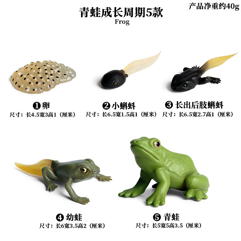 товар из китая 仿真昆虫动物成长周期模型仿真 青蛙 蝴蝶 蚕宝宝 种子 生长周期 Zhongjieming toys