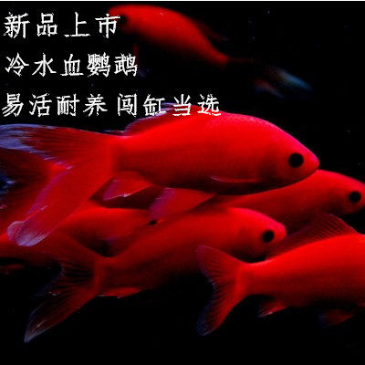 冷水觀賞魚血鸚鵡紅草金魚好養耐活小錦鯉發財風水招財魚活體包郵