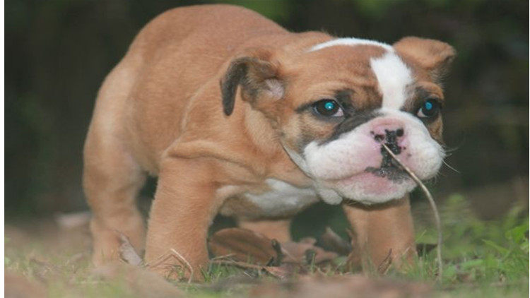 你們知不知道寵物狗有哪些種類及其性格 淘寶海外