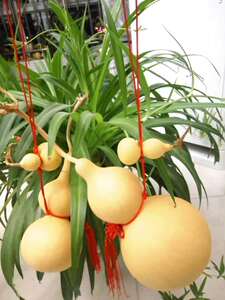 Various Sizes 5-- 50cm Real Gourds Grown in the Soil