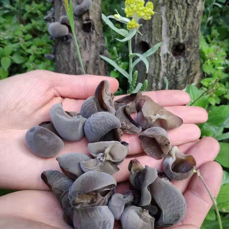 [USD 18.37] Natural Acacia Blackwood Ear Rootless Extra Small Bowl Ear