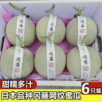 Japanese variety Gangteng honeydew 6 gift boxes Shizuoka rosy reticulated honeydew melon Hainan Honeydew Melon Melon cantaloupe