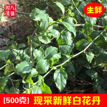 Fresh white flowers white snow white soap medicine Chinese herbal medicine see the fake Jasmine branches and leaves 500g