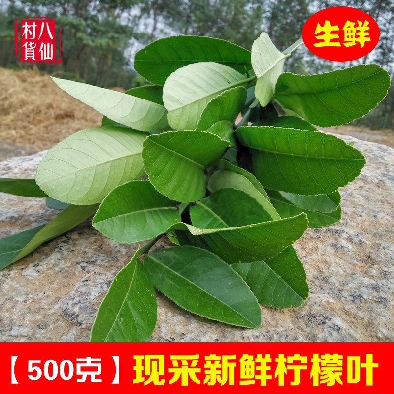 500 grams of fresh lemon leaves now leaves of lime soup soup in Thailand soup