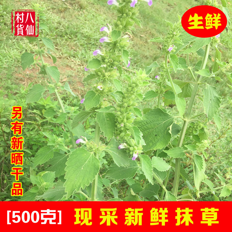 Freshly mowed grass, freshly picked broad parsnip, sacked horse clothes, baby bathed by wind jasmine roots, moss grass seedlings