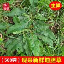 Now picking wild braid grass fresh bitter ground gall sitting on the ground