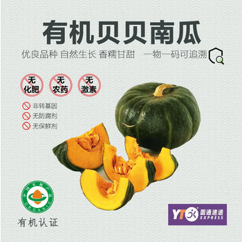 Organic babe pumpkin fresh organic vegetable baby food complementary old pumpkin authentic babe chestnut small pumpkin