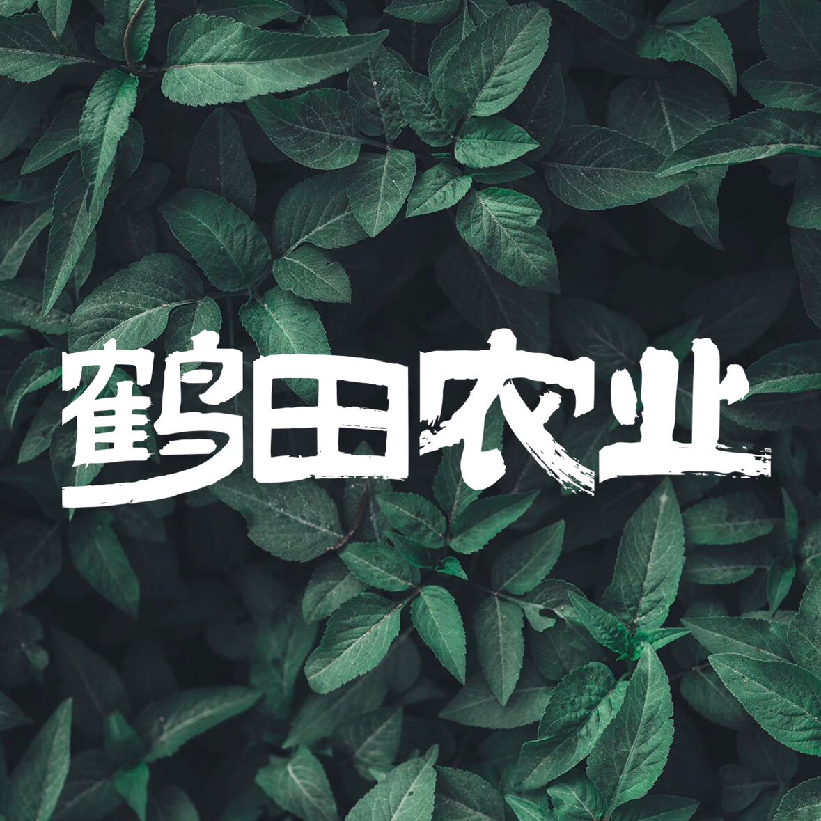 浙江鹤田苗木培植基地
