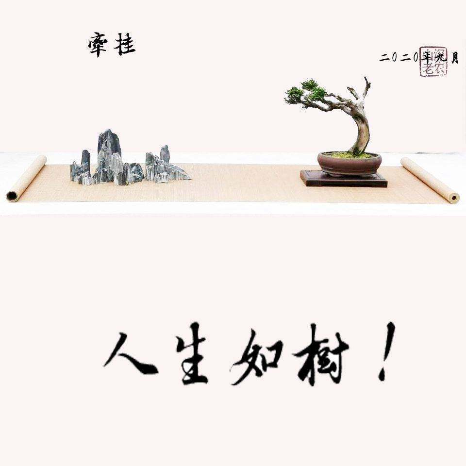深山老农精品盆景的LOGO