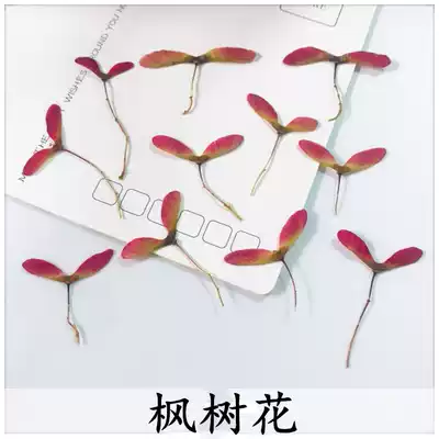 Maple Flower Maple Leaf Flower Maple Tree Dy Glue diy Glue Mobile Phone Protective case Dry Flower Bookmark Flower Children's stickers
