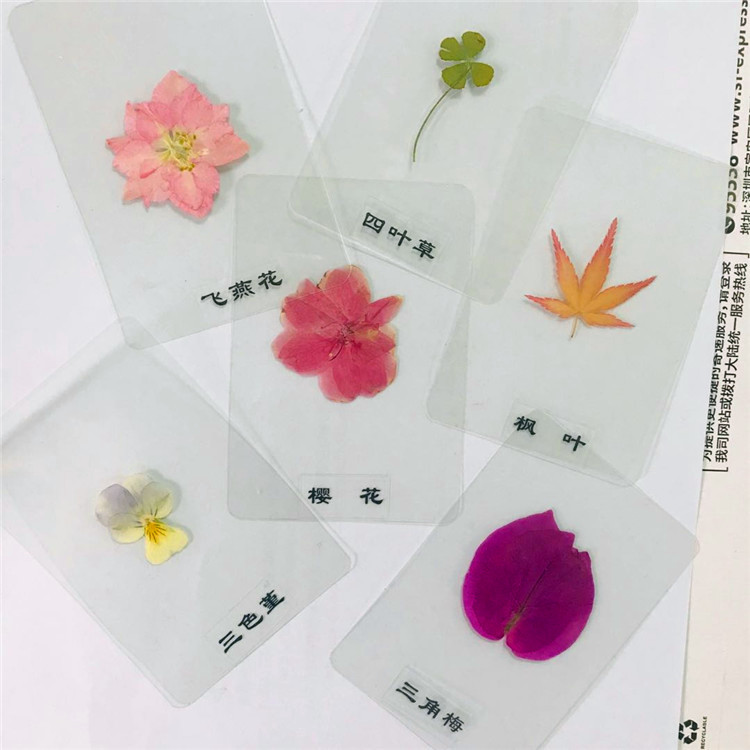 Natural Plant Specimen Plastic Leaves Plant Bookmark Teaching Specimen Drying Flower Bookmarking Escort Specimens