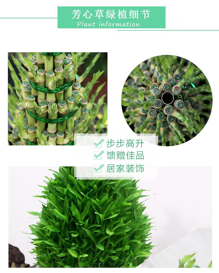笔塔草,笔塔草作用,笔塔草的图片大全_大山谷图库