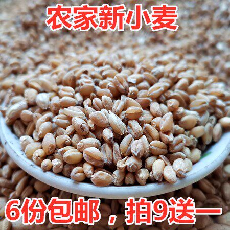 New wheat grain Shandong wheat can germinate cat grass juice with skin wheat flour wheat to make maltose 250g