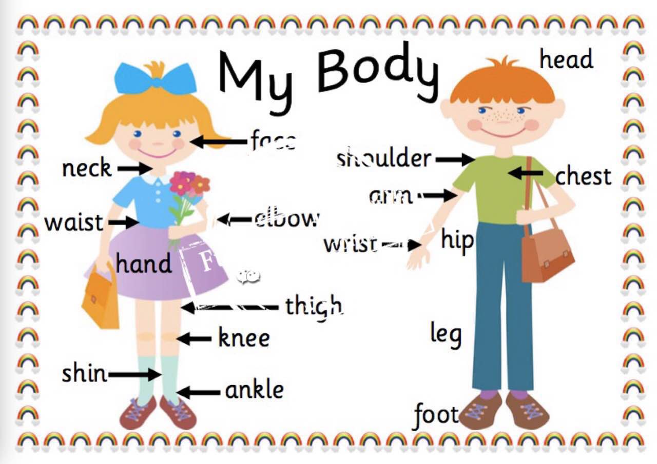 Kindergarten early education children's room wall decoration poster bodyparts body parts a4 plastic package set of 2 sheets