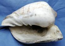 The Qing Dynasty Snail Sea Snail Ancient Play Miscellaneous Collection