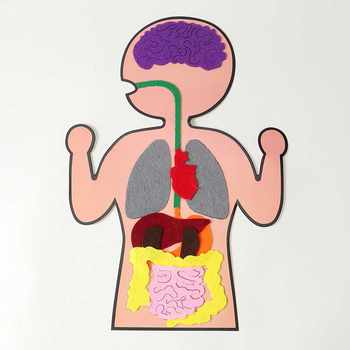 Human Digestive Organ Puzzle, Understanding Internal Organs, Educational Science and Learning Early Education Toys, Internal Organs, Gastrointestinal, Kindergarten